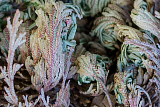 resurrection plant