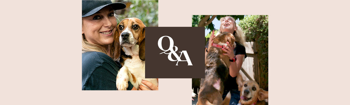 glowoasis exclusive: Q&A with Beagle Freedom Project’s Founder, Shannon Keith