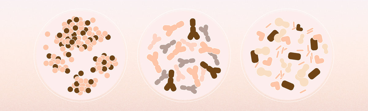 A lineup of probiotics, prebiotics, and the two combined in 3 separate petri dishes 