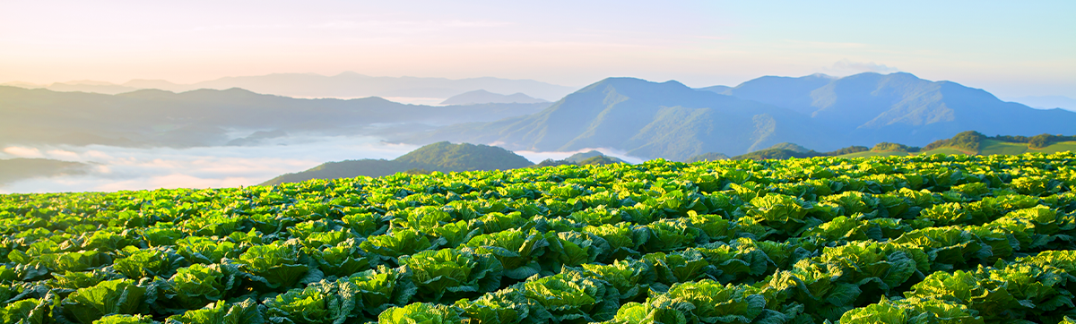 a banner showcasing glowoasis ingredients sourced from the highest mountains in Korea