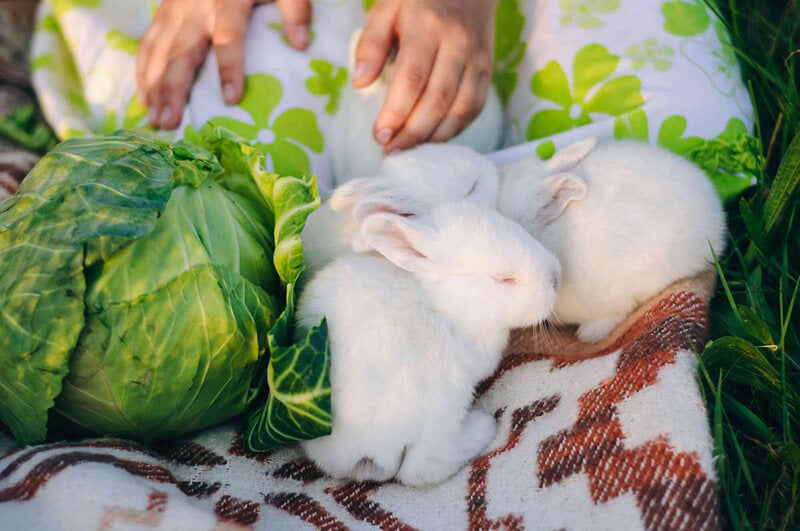a banner showcasing cabbage as vegan probiotics and bunnies 