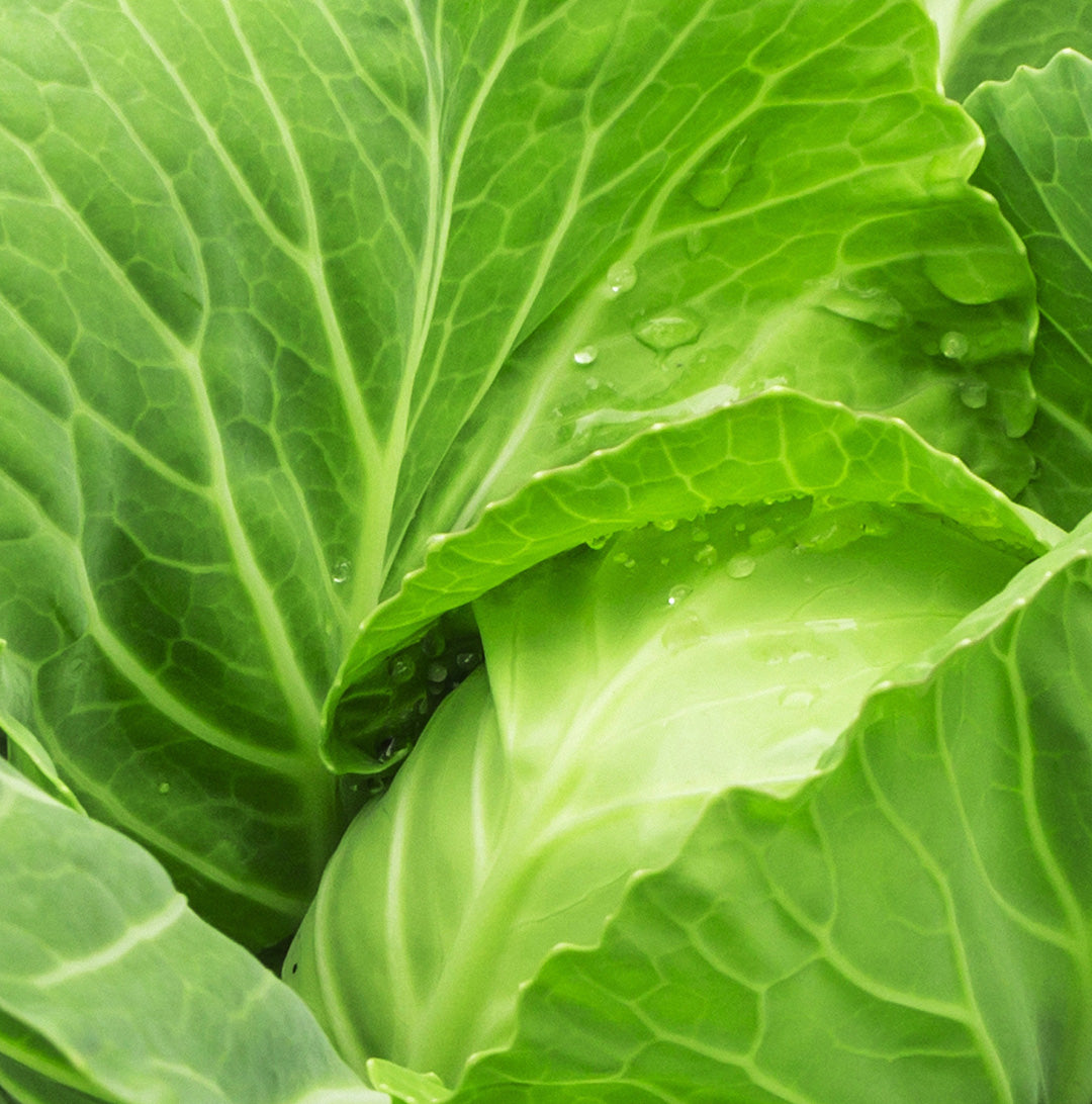 Close-up of Napa cabbage, an ingredient found in glowoasis vegan probiotic skincare.
